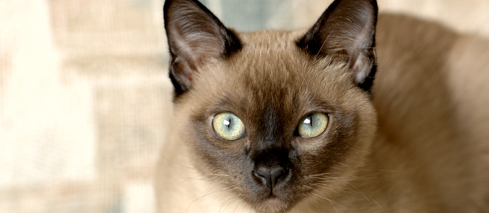 Tonkinese: curious and sociable cats